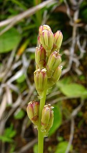 Tofieldia calyculata (Tofieldiaceae)  - Tofieldie à calicule, Tofieldie des marais Savoie [France] 28/07/2002 - 2020m