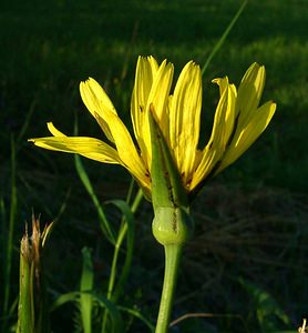 Tragopogon pratensis (Asteraceae)  - Salsifis des prés - Goat's-beard Ain [France] 26/07/2002 - 550m