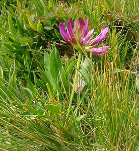 Trifolium alpinum (Fabaceae)  - Trèfle des Alpes, Réglisse des montagnes, Réglisse des Alpes Savoie [France] 28/07/2002 - 2020m