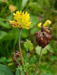 Trifolium aureum (Fabaceae)  - Trèfle doré, Trèfle agraire - Large Trefoil Savoie [France] 27/07/2002 - 1940m