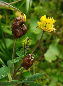 Trifolium aureum (Fabaceae)  - Trèfle doré, Trèfle agraire - Large Trefoil Savoie [France] 27/07/2002 - 1940m