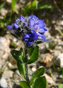 Veronica alpina (Plantaginaceae)  - Véronique des Alpes - Alpine Speedwell  [France] 28/07/2002 - 2260m