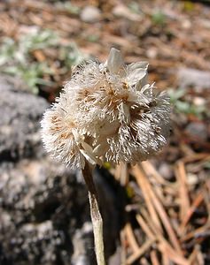 Antennaria dioica (Asteraceae)  - Antennaire dioïque, Patte-de-chat, Pied-de(chat dioïque, Gnaphale dioïque, Hispidule - Mountain Everlasting Hautes-Alpes [France] 05/08/2002 - 1830m