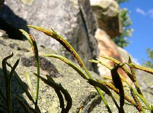 Asplenium septentrionale (Aspleniaceae)  - Doradille du Nord, Doradille septentrionale - Forked Spleenwort Isere [France] 01/08/2002 - 1070m