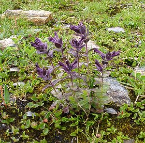 Bartsia alpina (Orobanchaceae)  - Bartsie des Alpes - Alpine Bartsia Savoie [France] 06/08/2002 - 2750m