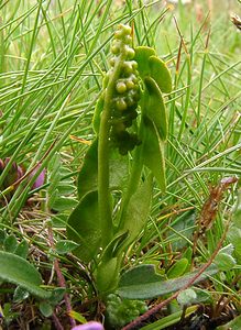 Botrychium lunaria (Ophioglossaceae)  - Botryche lunaire, Botrychium lunaire - Moonwort Savoie [France] 06/08/2002 - 2750m