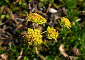 Bupleurum ranunculoides (Apiaceae)  - Buplèvre fausse renoncule Hautes-Alpes [France] 05/08/2002 - 1830m