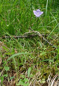 Campanula persicifolia (Campanulaceae)  - Campanule à feuilles de pêcher, Bâton-de-Jacob - Peach-leaved Bellflower Alpes-de-Haute-Provence [France] 03/08/2002 - 1660m