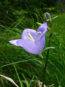 Campanula persicifolia (Campanulaceae)  - Campanule à feuilles de pêcher, Bâton-de-Jacob - Peach-leaved Bellflower Alpes-de-Haute-Provence [France] 03/08/2002 - 1660m