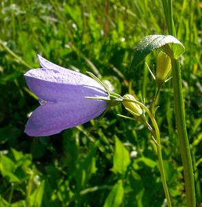 Campanula rhomboidalis (Campanulaceae)  - Campanule rhomboidale, Campanule à feuilles en losange - Broad-leaved Harebell Isere [France] 01/08/2002 - 1070m