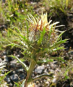 Carlina vulgaris (Asteraceae)  - Carline commune, Chardon doré - Carline Thistle Isere [France] 01/08/2002 - 1070m