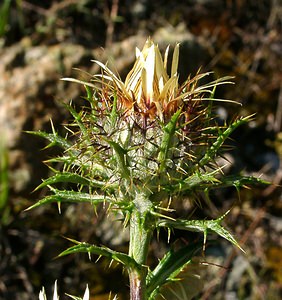 Carlina vulgaris (Asteraceae)  - Carline commune, Chardon doré - Carline Thistle Isere [France] 01/08/2002 - 1070m