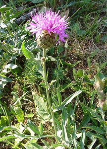 Centaurea scabiosa (Asteraceae)  - Centaurée scabieuse - Greater Knapweed Alpes-de-Haute-Provence [France] 04/08/2002 - 1470m