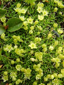 Cherleria sedoides (Caryophyllaceae)  - Minuartie faux orpin,  Alsine naine - Cyphel Savoie [France] 06/08/2002 - 2750m