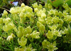 Cherleria sedoides (Caryophyllaceae)  - Minuartie faux orpin,  Alsine naine - Cyphel Savoie [France] 06/08/2002 - 2750m