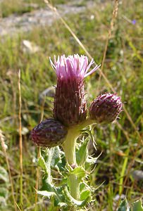 Cirsium arvense (Asteraceae)  - Cirse des champs, Chardon des champs, Calcide - Creeping Thistle Alpes-de-Haute-Provence [France] 04/08/2002 - 1470m