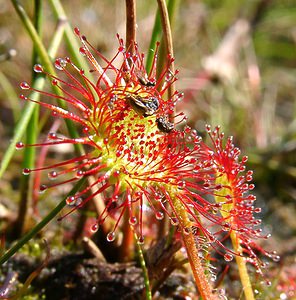 Drosera rotundifolia (Droseraceae)  - Rossolis à feuilles rondes, Droséra à feuilles rondes - Round-leaved Sundew  [Pays-Bas] 17/08/2002 - 10m