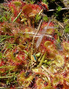 Drosera rotundifolia (Droseraceae)  - Rossolis à feuilles rondes, Droséra à feuilles rondes - Round-leaved Sundew  [Pays-Bas] 17/08/2002 - 10mles droseras peuvent parfois attraper des insectes de grande taille...