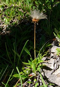 Dryas octopetala (Rosaceae)  - Dryade à huit pétales, Thé des alpes - Mountain Avens Hautes-Alpes [France] 05/08/2002 - 1830m