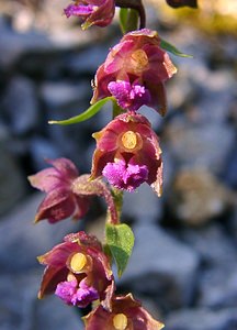 Epipactis atrorubens (Orchidaceae)  - Épipactide rouge sombre, Épipactis rouge sombre, Épipactis brun rouge, Épipactis pourpre noirâtre, Helléborine rouge - Dark-red Helleborine Hautes-Alpes [France] 04/08/2002 - 1830m