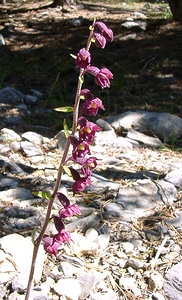 Epipactis atrorubens (Orchidaceae)  - Épipactide rouge sombre, Épipactis rouge sombre, Épipactis brun rouge, Épipactis pourpre noirâtre, Helléborine rouge - Dark-red Helleborine Hautes-Alpes [France] 05/08/2002 - 1830m