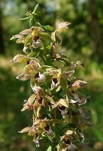 Epipactis helleborine subsp. neerlandica (Orchidaceae)  - Épipactide des Pays-Bas, Épipactide de Hollande, Épipactis des Pays-Bas  [Pays-Bas] 17/08/2002 - 10m