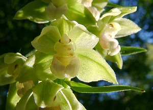 Epipactis purpurata (Orchidaceae)  - Épipactide pourpre, Épipactis pourpre, Épipactis violacé, Épipactide violacée - Violet Helleborine Thuin [Belgique] 16/08/2002 - 260m