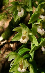 Epipactis purpurata (Orchidaceae)  - Épipactide pourpre, Épipactis pourpre, Épipactis violacé, Épipactide violacée - Violet Helleborine Thuin [Belgique] 16/08/2002 - 260m