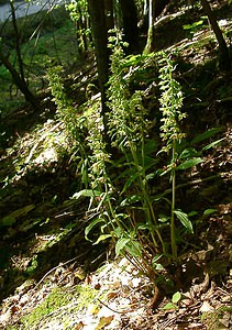 Epipactis purpurata (Orchidaceae)  - Épipactide pourpre, Épipactis pourpre, Épipactis violacé, Épipactide violacée - Violet Helleborine Thuin [Belgique] 16/08/2002 - 260m