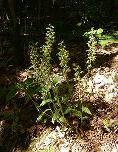 Epipactis purpurata (Orchidaceae)  - Épipactide pourpre, Épipactis pourpre, Épipactis violacé, Épipactide violacée - Violet Helleborine Thuin [Belgique] 16/08/2002 - 260m