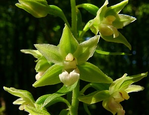 Epipactis purpurata (Orchidaceae)  - Épipactide pourpre, Épipactis pourpre, Épipactis violacé, Épipactide violacée - Violet Helleborine Thuin [Belgique] 16/08/2002 - 260m