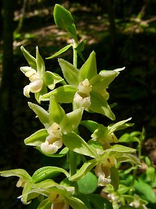 Epipactis purpurata (Orchidaceae)  - Épipactide pourpre, Épipactis pourpre, Épipactis violacé, Épipactide violacée - Violet Helleborine Thuin [Belgique] 16/08/2002 - 260m