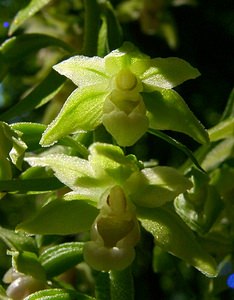 Epipactis purpurata (Orchidaceae)  - Épipactide pourpre, Épipactis pourpre, Épipactis violacé, Épipactide violacée - Violet Helleborine Thuin [Belgique] 16/08/2002 - 260m