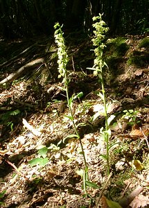 Epipactis purpurata (Orchidaceae)  - Épipactide pourpre, Épipactis pourpre, Épipactis violacé, Épipactide violacée - Violet Helleborine Thuin [Belgique] 16/08/2002 - 260m