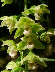 Epipactis purpurata (Orchidaceae)  - Épipactide pourpre, Épipactis pourpre, Épipactis violacé, Épipactide violacée - Violet Helleborine Thuin [Belgique] 16/08/2002 - 260m