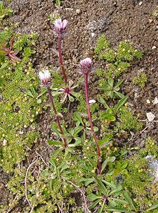 Erigeron uniflorus (Asteraceae)  - Érigéron à une tête, Vergerette à une tête, Vergerette à une fleur, Érigéron à une fleur, Érigéron uniflore Savoie [France] 06/08/2002 - 2750m