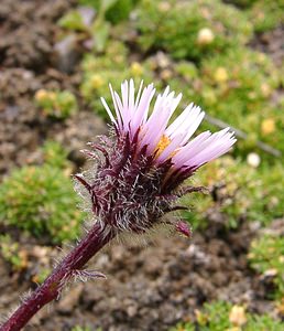 Erigeron uniflorus (Asteraceae)  - Érigéron à une tête, Vergerette à une tête, Vergerette à une fleur, Érigéron à une fleur, Érigéron uniflore Savoie [France] 06/08/2002 - 2750m