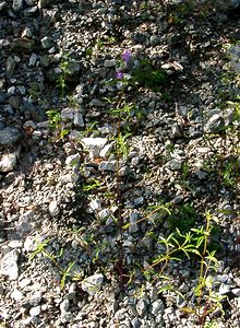 Galeopsis angustifolia (Lamiaceae)  - Galéopsis à feuilles étroites, Filasse bâtarde, Galéopse à feuilles étroites - Red Hemp-nettle Isere [France] 01/08/2002 - 1070m