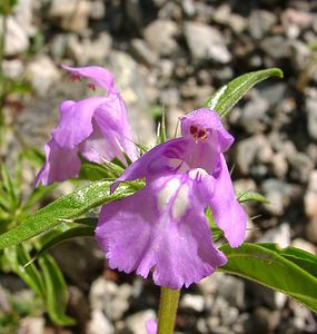 Galeopsis angustifolia (Lamiaceae)  - Galéopsis à feuilles étroites, Filasse bâtarde, Galéopse à feuilles étroites - Red Hemp-nettle Isere [France] 01/08/2002 - 1070m