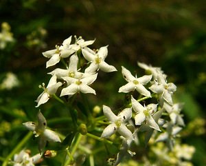 Galium lucidum (Rubiaceae)  - Gaillet luisant, Gaillet à feuilles luisantes Isere [France] 01/08/2002 - 1070m