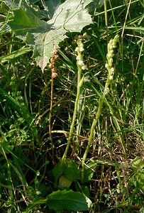 Goodyera repens (Orchidaceae)  - Goodyère rampante - Creeping Lady's-tresses [Goodyera repens] Alpes-de-Haute-Provence [France] 03/08/2002 - 1130m