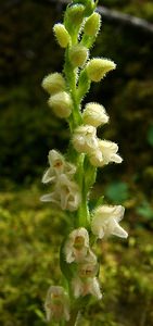Goodyera repens (Orchidaceae)  - Goodyère rampante - Creeping Lady's-tresses [Goodyera repens] Alpes-de-Haute-Provence [France] 03/08/2002 - 1660m
