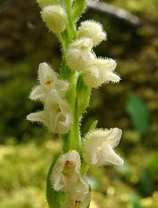 Goodyera repens (Orchidaceae)  - Goodyère rampante - Creeping Lady's-tresses [Goodyera repens] Alpes-de-Haute-Provence [France] 03/08/2002 - 1660m