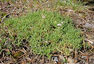 Gypsophila repens (Caryophyllaceae)  - Gypsophile rampante - Alpine Gypsophila Hautes-Alpes [France] 05/08/2002 - 1830m