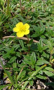 Helianthemum nummularium (Cistaceae)  - Hélianthème nummulaire, Hélianthème jaune, Hélianthème commun - Common Rock-rose Hautes-Alpes [France] 05/08/2002 - 1830m