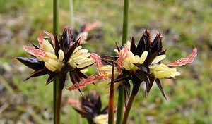 Juncus jacquinii (Juncaceae)  - Jonc de Jacquin - Chestnut Rush Savoie [France] 06/08/2002 - 2750m