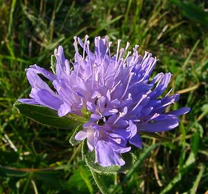 Knautia dipsacifolia (Caprifoliaceae)  - Knautie à feuilles de cardère, Grande knautie, Knautie élevée Isere [France] 01/08/2002 - 1070m