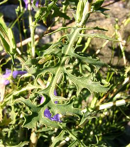 Lactuca viminea (Asteraceae)  - Laitue effilée, laitue des vignes, Laitue osier - Pliant Lettuce Isere [France] 01/08/2002 - 1070m