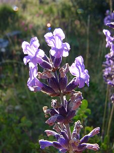 Lavandula angustifolia (Lamiaceae)  - Lavande à feuilles étroites, Lavande officinale, Lavande vraie - Garden Lavender Alpes-de-Haute-Provence [France] 04/08/2002 - 1470m