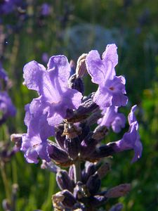 Lavandula angustifolia (Lamiaceae)  - Lavande à feuilles étroites, Lavande officinale, Lavande vraie - Garden Lavender Alpes-de-Haute-Provence [France] 04/08/2002 - 1470m